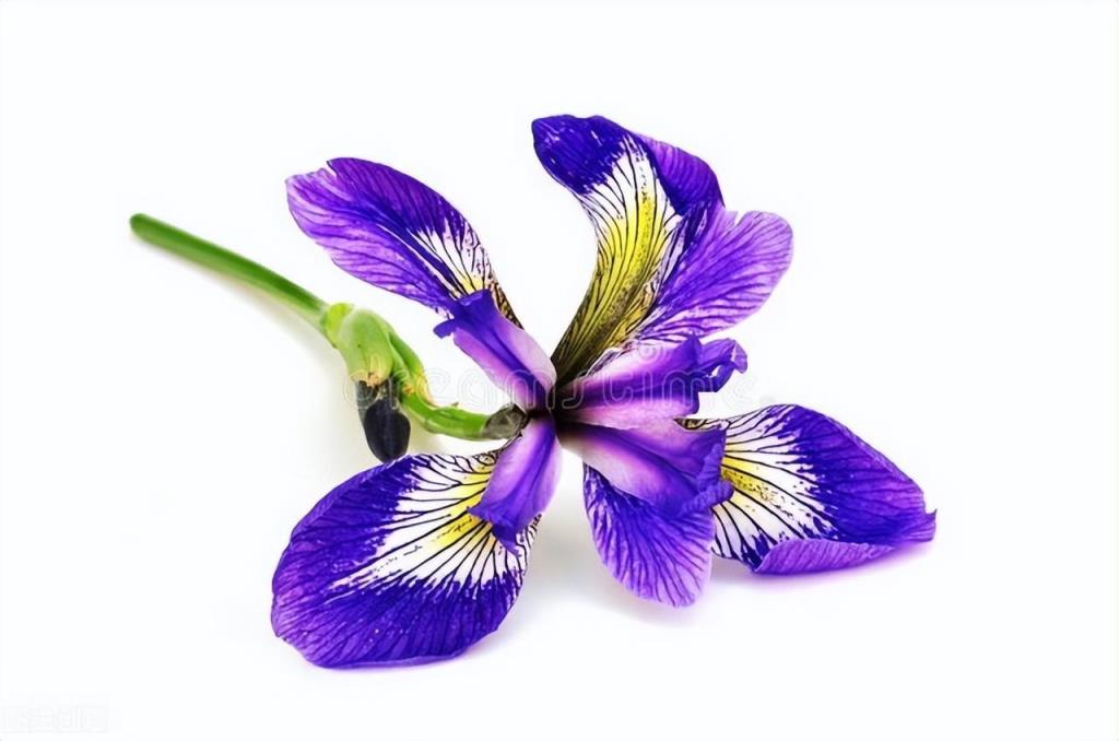 快来看看你属于什么花？(12星座守护花以及花语)