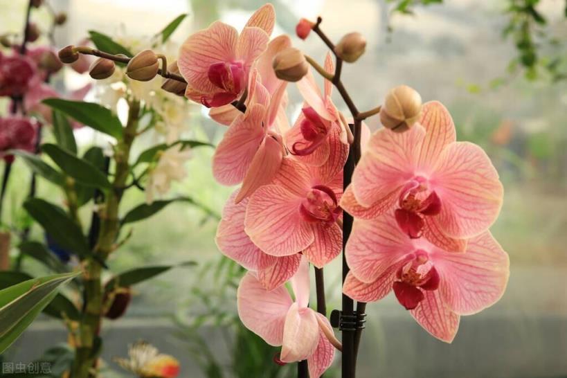 快来看看你属于什么花？(12星座守护花以及花语)