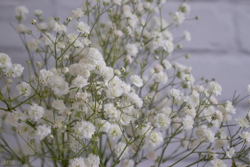 快来看看你属于什么花？(12星座守护花以及花语)