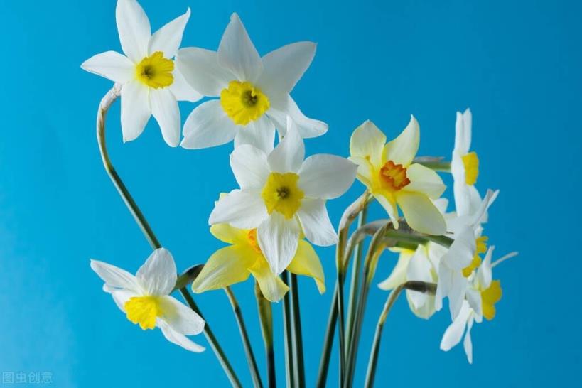 快来看看你属于什么花？(12星座守护花以及花语)