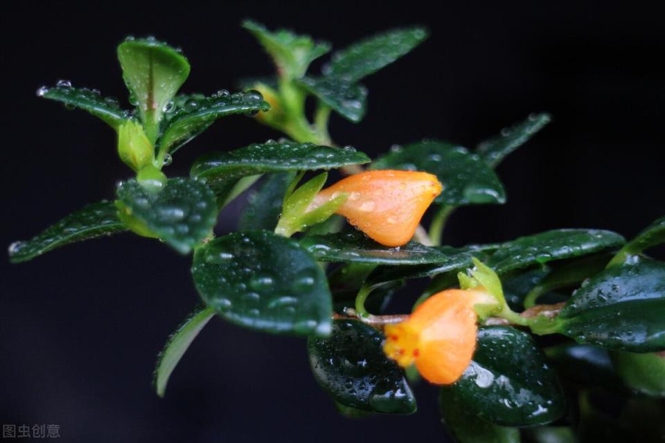 快来看看你属于什么花？(12星座守护花以及花语)