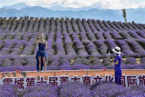 新疆霍城县5万亩薰衣草盛开成花海(中国最大的薰衣草种植基地在哪里)
