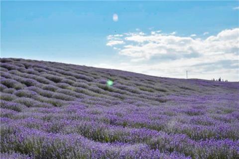 新疆霍城县5万亩薰衣草盛开成花海(中国最大的薰衣草种植基地在哪里)