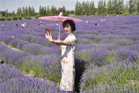 新疆霍城县5万亩薰衣草盛开成花海(中国最大的薰衣草种植基地在哪里)