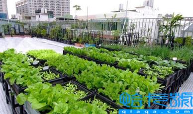 楼顶为什么不能种菜(楼顶种菜对房屋防水有影响吗)