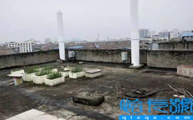 楼顶为什么不能种菜(楼顶种菜对房屋防水有影响吗)