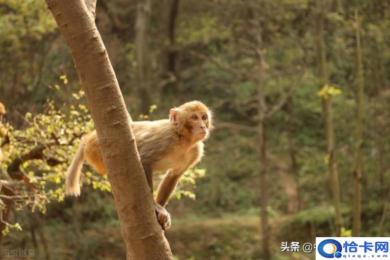 躲春是什么意思(躲春的时间和习俗)