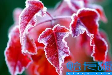 2022年霜降不能结婚吗(霜降办婚礼的注意问题有哪些)