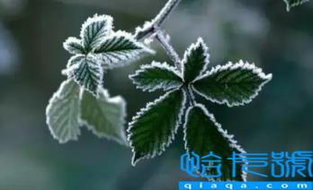 2022年霜降不能结婚吗(霜降办婚礼的注意问题有哪些)