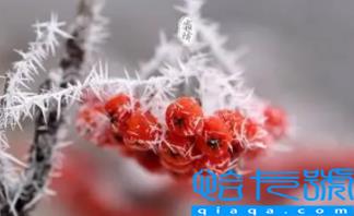 2022年霜降不能结婚吗(霜降办婚礼的注意问题有哪些)