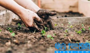 2023春节过后能种什么菜(春节过后种什么菜长得快)