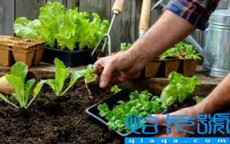 2023春节过后能种什么菜(春节过后种什么菜长得快)