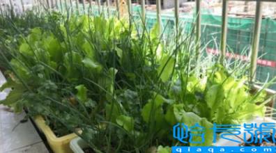 2023春节过后能种什么菜(春节过后种什么菜长得快)