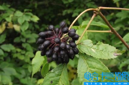 刺五加的功效与作用及副作用(刺五加的食用方法)