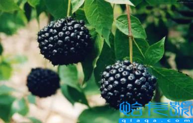 刺五加的功效与作用及副作用(刺五加的食用方法)