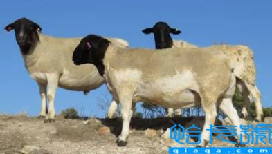 羊了个羊第二关过了第三关在哪(羊了个羊第二关过了怎么进第三关)