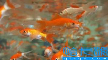 养鱼的气运有什么讲究(养鱼有哪些是要注意的)