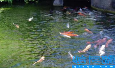 养鱼的气运有什么讲究(养鱼有哪些是要注意的)