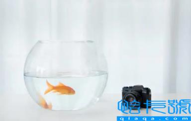 玄关能放小鱼缸吗(小鱼缸放哪里招财)