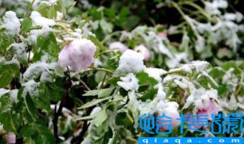 2023春节过后会倒春寒吗(倒春寒一般发生在几月)