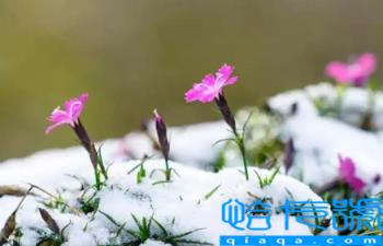 2023春节过后会倒春寒吗(倒春寒一般发生在几月)