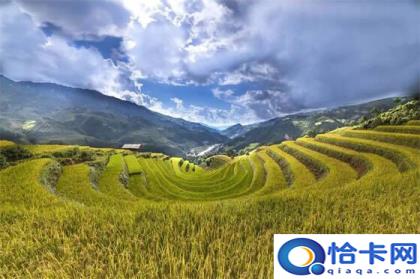 五谷是哪五谷(五谷的作用)