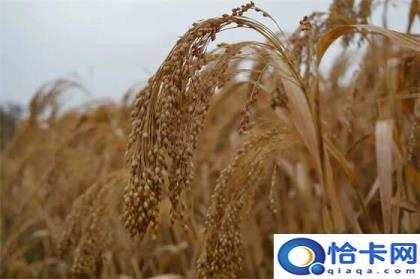 五谷是哪五谷(五谷的作用)