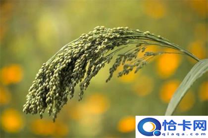 五谷是哪五谷(五谷的作用)