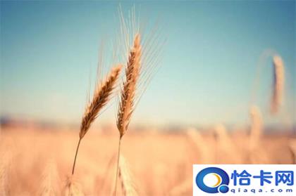 五谷是哪五谷(五谷的作用)