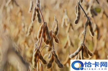 五谷是哪五谷(五谷的作用)