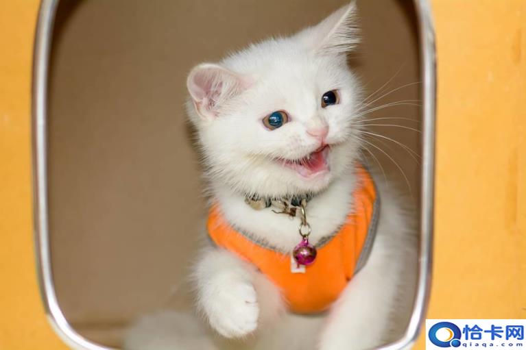 怎么辨别麒麟猫(麒麟猫的辨别方法)