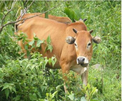 稳如泰山打一肖，稳如泰山打一动物