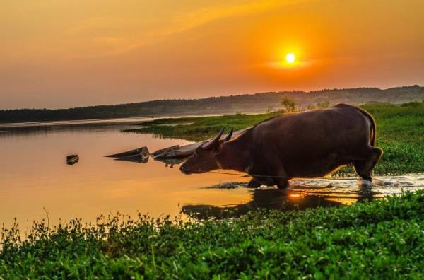 稳如泰山打一肖，稳如泰山打一动物