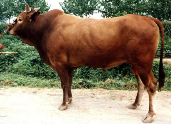 稳如泰山打一肖，稳如泰山打一动物