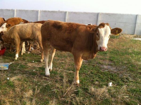 稳如泰山打一肖,稳如泰山打一动物