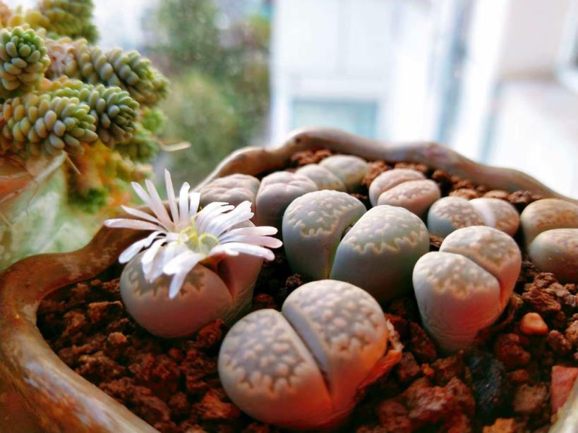 生石花养护注意事项(生石花的种植及养护方法)