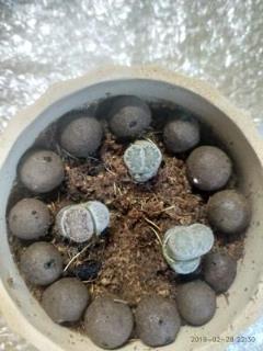 生石花养护注意事项(生石花的种植及养护方法)