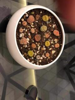 生石花养护注意事项(生石花的种植及养护方法)