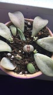 生石花养护注意事项(生石花的种植及养护方法)