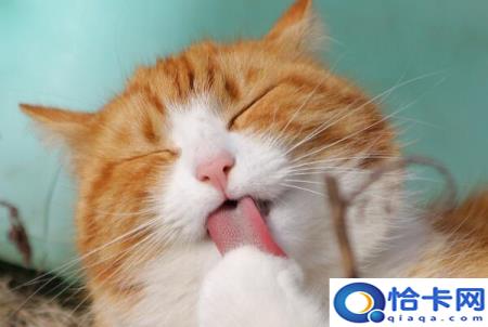 猫咪掉毛怎么处理(猫咪掉毛的处理妙招)