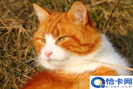 猫咪掉毛怎么处理(猫咪掉毛的处理妙招)