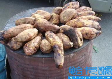 烤红薯烤糊了能吃吗(烤红薯糊了吃了会怎么样)