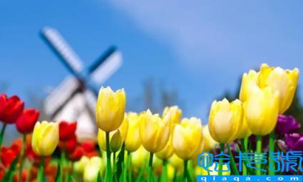 郁金香12月份可以种植吗(郁金香12月份种植成活率高吗)