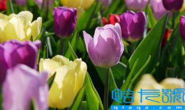 郁金香12月份可以种植吗(郁金香12月份种植成活率高吗)