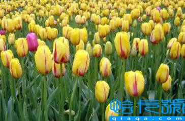 郁金香12月份可以种植吗(郁金香12月份种植成活率高吗)