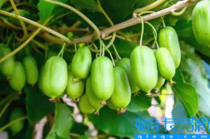 奇异莓孕妇可以吃吗(孕妇吃奇异莓对胎儿有什么好处)