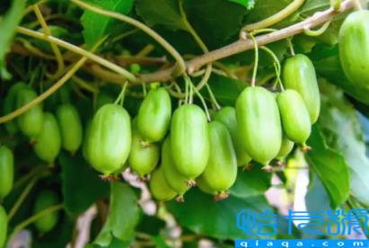 奇异莓要等放软再吃吗(奇异莓没软可以吃吗)