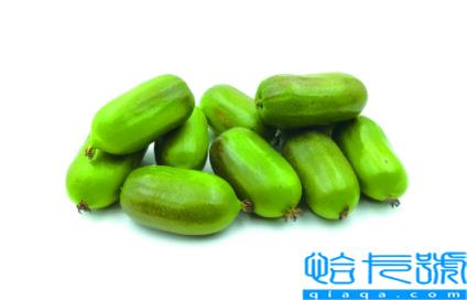 奇异莓和软枣猕猴桃是一种水果吗(奇异莓和软枣猕猴桃是一样的吗)
