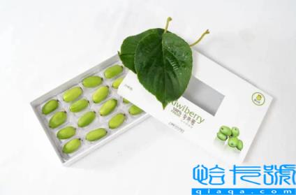 奇异莓是转基因水果吗(奇异莓是杂交品种吗)