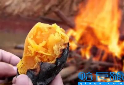 烤红薯用什么品种红薯最好(哪个品种的红薯烤着好吃)
